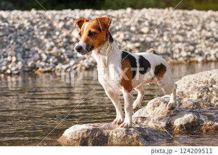 Small Jack Russell terrier dog standing  on round stones by the shallow river, sun shines to her fur 124209511