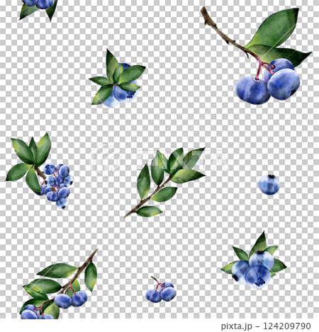 Blueberries with leaves, on a white background. Seamless pattern. Botanical illustration in realistic style. Hand drawn in watercolor for design, fabric printing, scrapbooking, cards 124209790