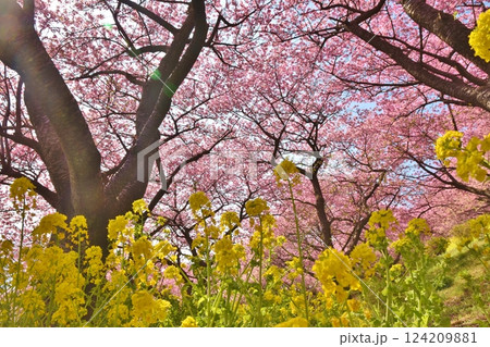 晴天のまつだ桜まつり　神奈川 124209881