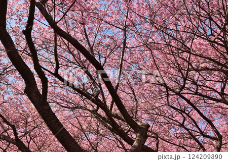 晴天のまつだ桜まつり　神奈川 124209890