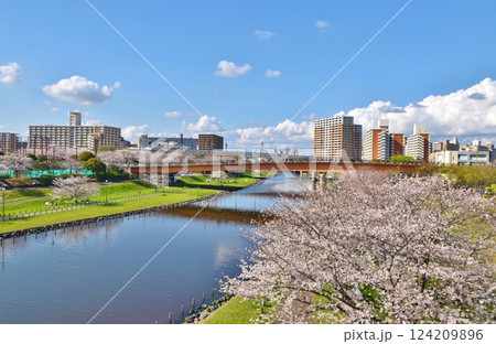 晴天の小松川千本桜　東京 124209896