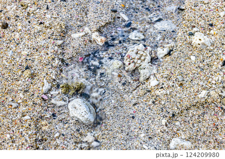 サンゴ 秋の栗生海岸 屋久島国立公園 サンゴ 秋の栗生海岸 屋久島国立公園 124209980