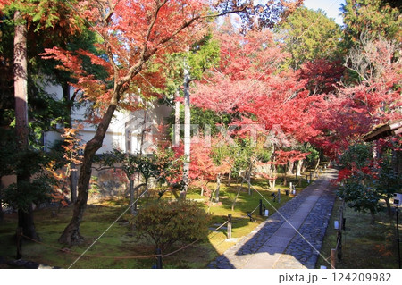 京都の紅葉　紅葉の名所　紅葉の穴場　鹿王院 124209982