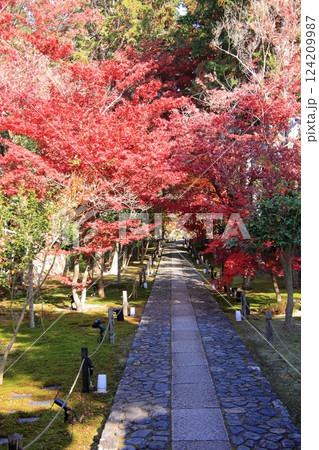 京都の紅葉 紅葉の名所 紅葉の穴場 鹿王院 京都の紅葉 紅葉の名所 紅葉の穴場 鹿王院 124209987