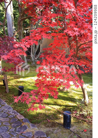 京都の紅葉 紅葉の名所 紅葉の穴場 鹿王院 京都の紅葉 紅葉の名所 紅葉の穴場 鹿王院 124209988
