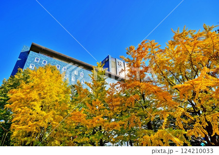 札幌市中島公園の銀杏並木 124210033
