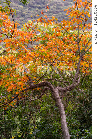 色づくヤクシマオナガカエデ　世界自然遺産屋久島の森 124210056
