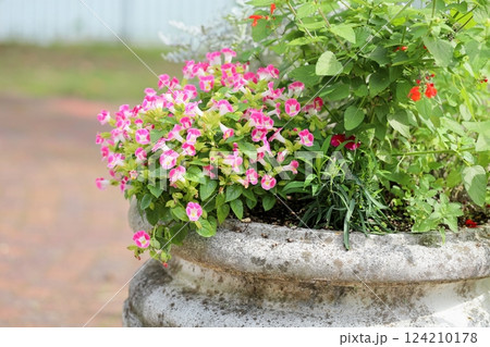 可愛い トレニアの花 可愛い トレニアの花 124210178