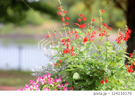 鮮やか　ベニバナサルビアの花 124210179