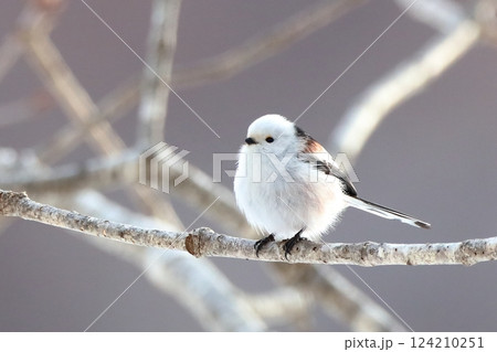 大人気!モフモフの冬の妖精シマエナガ 大人気!モフモフの冬の妖精シマエナガ 124210251