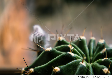 Round large prickly cactus close-up with fluffy closed bud unopened flower. Echinopsis tubiflora cactuses on blurred background. Areoles of big cacti. Round large prickly cactus close-up with fluffy closed bud unopened flower. Echinopsis tubiflora cactuses on blurred background. Areoles of big cacti. 124210293