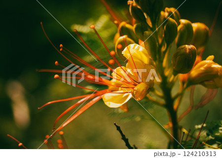 Erythrostemon gilliesii known also as bird of paradise. Exotic red flower with yellow petals, stamens. Summer nature Wild flower Caesalpinia gilliesii 124210313