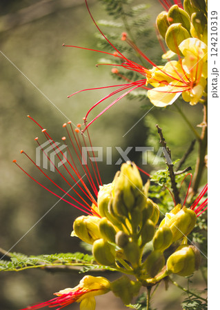 Erythrostemon gilliesii known also as bird of paradise. Exotic red flower with yellow petals, stamens. Summer nature Wild flower Caesalpinia gilliesii 124210319