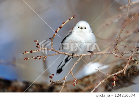 大人気！モフモフの冬の妖精シマエナガ 124210374