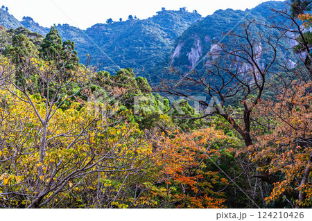 紅葉色づく木々 急峻な山 世界自然遺産屋久島(冬 紅葉色づく木々 急峻な山 世界自然遺産屋久島(冬 124210426