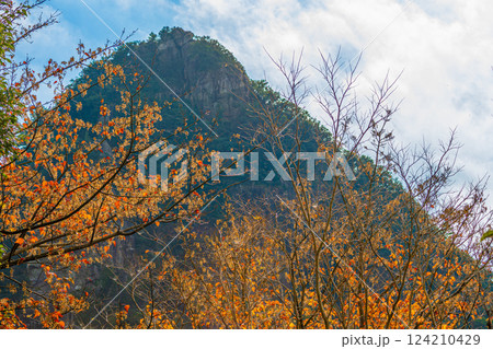 紅葉色づく木々 急峻な山 世界自然遺産屋久島(冬 紅葉色づく木々 急峻な山 世界自然遺産屋久島(冬 124210429