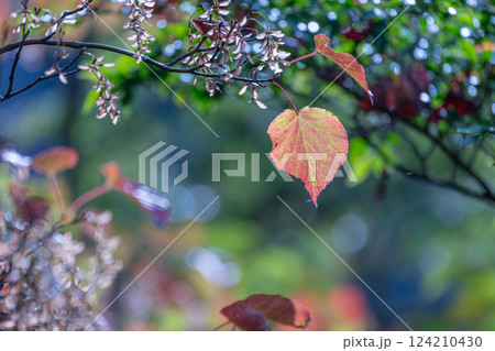 木々の紅葉 西部林道地域 世界自然遺産屋久島 木々の紅葉 西部林道地域 世界自然遺産屋久島 124210430