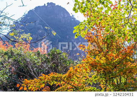 木々の紅葉　西部林道地域　世界自然遺産屋久島 124210431
