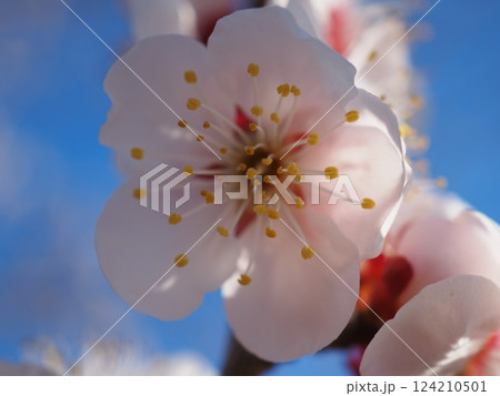 青空に映える梅の花(20250320160757) 青空に映える梅の花(20250320160757) 124210501