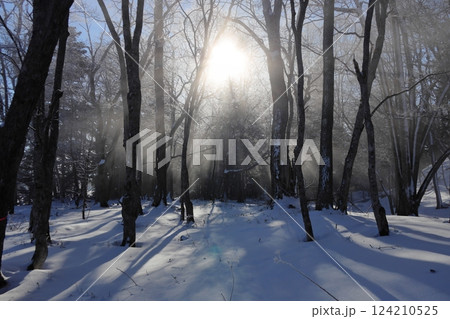 朝日に輝く厳冬の原生林 124210525