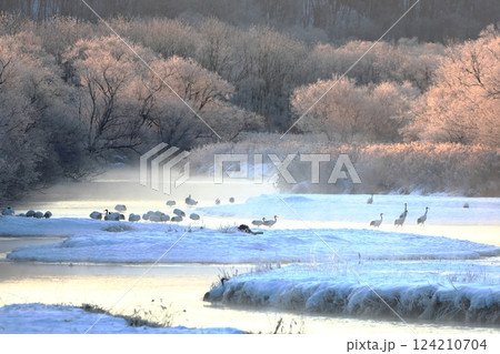 朝日を浴びて輝く霧氷とタンチョウ 朝日を浴びて輝く霧氷とタンチョウ 124210704