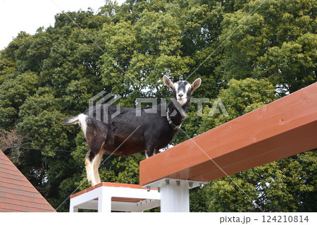 山羊、市川市動植物園にて 124210814