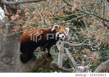 レッサーパンダ、市川市動植物園にて 124210815