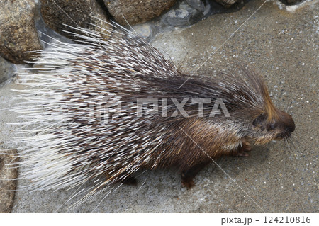 ヤマアラシ、市川市動植物園にて 124210816