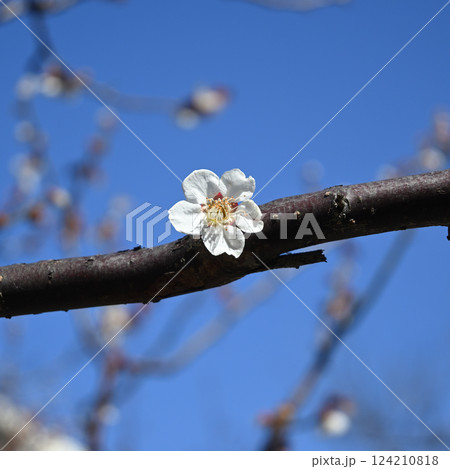 梅一輪、向島百花園にて 124210818