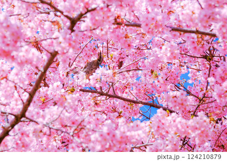 花を食べるヒヨドリ 花を食べるヒヨドリ 124210879