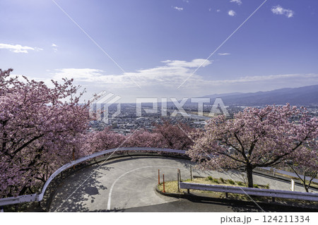 桜咲く松田山から見た景色 124211334