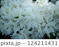 白いツツジ 124211431