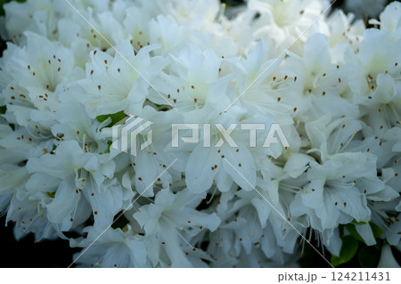 白いツツジ 124211431