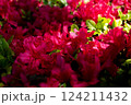 赤いツツジの花 124211432