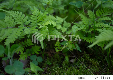 新緑の葉を付けた植物 124211434