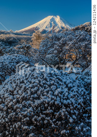 朝の忍野村の庭園から見た冬景色に富士山 朝の忍野村の庭園から見た冬景色に富士山 124211436