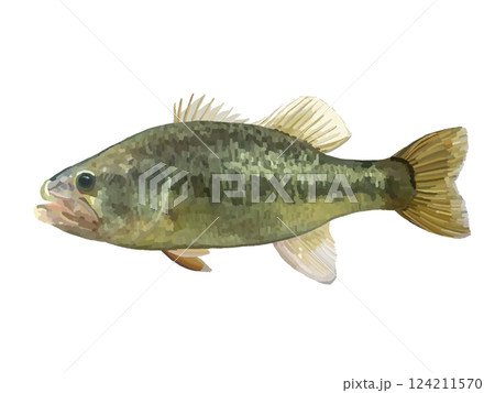 ブラックバス ブラックバス 124211570