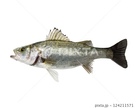 スズキ(シーバス) スズキ(シーバス) 124211571