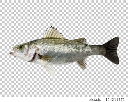 鈴木 (鱒魚) 124211571