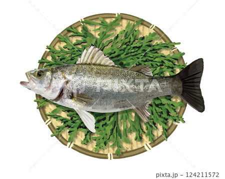 スズキ(ザル、ヒノキの葉付き) スズキ(ザル、ヒノキの葉付き) 124211572