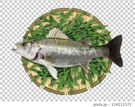 スズキ(ザル、ヒノキの葉付き) スズキ(ザル、ヒノキの葉付き) 124211572