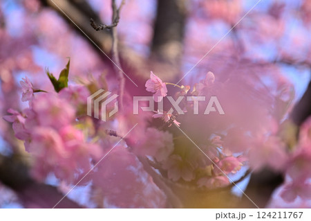 春の訪れを告げる河津桜 124211767