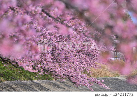 早春の河津桜のある風景 124211772