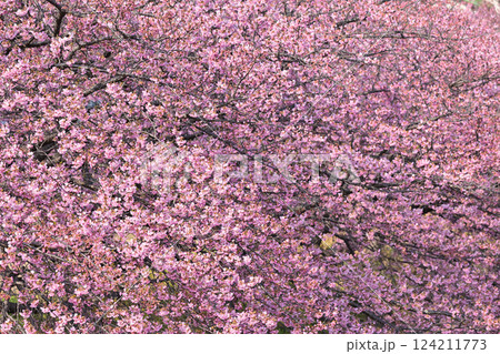 満開になった河津桜 124211773