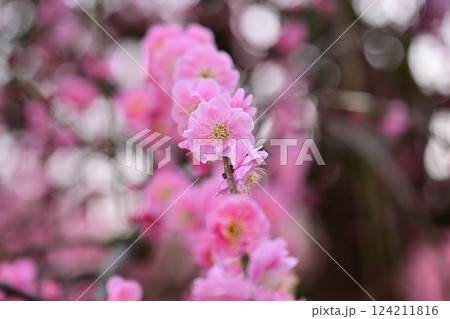 梅の花とボケ 梅の花とボケ 124211816