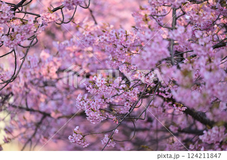 春の訪れを告げる河津桜 124211847
