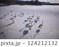 大沼の冬の朝、凍った湖に集う白鳥と鴨の群れ 大沼の冬の朝、凍った湖に集う白鳥と鴨の群れ 124212132