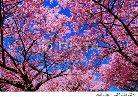 河津桜満開 河津桜満開 124212227
