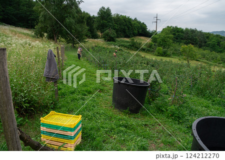 Expansive Blueberry Farm Dedicated to Producing Fresh and Healthy Fruit. 124212270