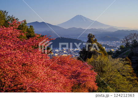 河津桜咲く円山花木園から見た富士山 124212363
